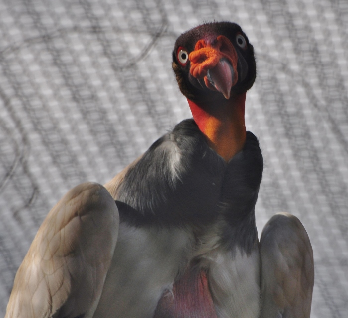 king vulture